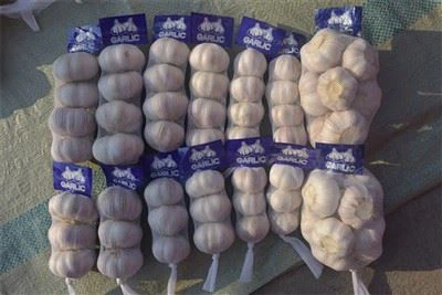 سیر تازه چیده شده