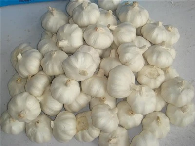 سیر