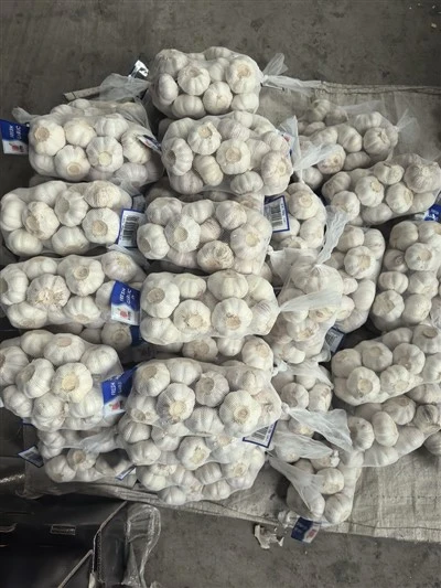 سیر در کیف بزرگ خالص
