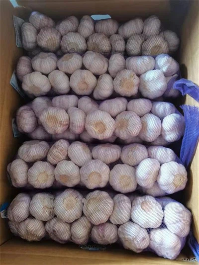 سیر با پوست بنفش